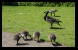 Kent - Leeds Castle -05-06-2014 - Bogdan Balaban